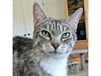 Adopt Florence a Domestic Short Hair