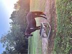 Black Foxtrotter Filly