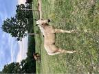 Palomino Foxtrotter Weanling