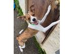 Adopt Quincy a Mountain Cur, Jack Russell Terrier
