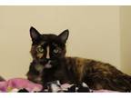 Adopt Margo a Domestic Short Hair