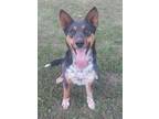 Adopt Tia-Loves to play with cats! a Australian Cattle Dog / Blue Heeler