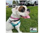 Adopt Harper a Boxer