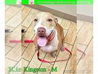 American Staffordshire Terrier Mix DOG FOR ADOPTION RGADN-1126739 - Kingston -