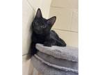 Adopt Shadow 21C-0361 a Domestic Short Hair