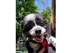 Adopt Candy a Shih Tzu