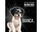 Adopt Bianca a Shih Tzu