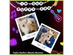 Adopt Taylor Swift a West Highland White Terrier / Westie