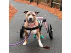 Adopt Coral a Pit Bull Terrier, American Staffordshire Terrier