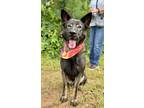 Adopt BellaDonna a German Shepherd Dog, Chow Chow