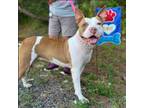 Adopt Merlot/Lulu a American Staffordshire Terrier