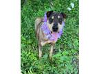 Adopt Ora a Shar-Pei, American Staffordshire Terrier