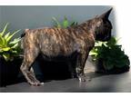 Brindle puppy 1