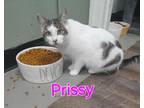 Adopt Prissy (Berryhill adult 2) a Domestic Short Hair