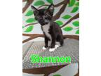 Adopt Shannon a Domestic Short Hair