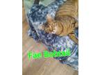 Adopt Fae Bobtail a Domestic Short Hair