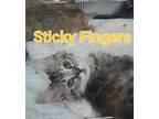Adopt Sticky Fingers (Landfill Kitten 4) a Domestic Medium Hair