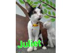 Adopt Juliet (Ms. B and W kitty) a Domestic Short Hair
