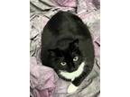 Adopt Mercy a Domestic Short Hair