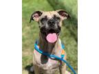 Adopt Stella a Mastiff, Mixed Breed