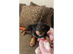 Adopt Ruby a Australian Shepherd, Mixed Breed