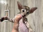 Chestnut Patch Tabby