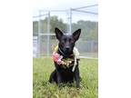 Adopt Nella - Adoptable a Terrier, Mixed Breed