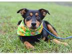 Adopt Josie - Adoptable a Hound, Mixed Breed