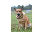 Adopt Irie - Adoptable a Terrier, Mixed Breed