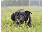 Adopt Sophia - Adoptable a Terrier, Mixed Breed