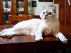 Ivy Selkirk Rex Female Blue Eyes