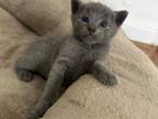 Russian Blue Litter
