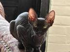 Onxy Female Sphynx