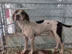 Adopt Sara a Treeing Walker Coonhound