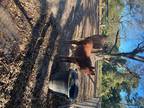 Boy mule 2 years old girl mule 1 year old