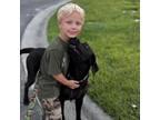 Adopt Willow Sophia a Black Labrador Retriever
