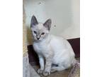 Adopt Muffin a Domestic Medium Hair, Siamese