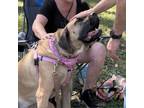 Adopt Frigga a Mastiff