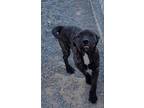 Adopt Pepper (Thursday P2) a Pit Bull Terrier, Mixed Breed