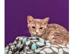 Adopt Lavender a Domestic Short Hair