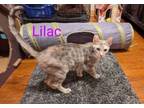 Adopt Lilac a Domestic Short Hair