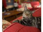 Adopt Eleanor (Ella Mae) a Tabby
