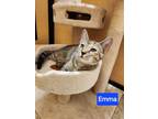 Adopt Emma a Tabby