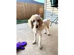 Adopt Lucy a Poodle