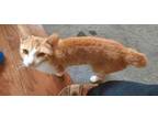 Adopt Nia a Manx, Domestic Short Hair