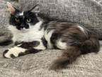 Adopt Helen a Domestic Long Hair