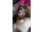 Adopt Pepper a Australian Shepherd, Pomeranian