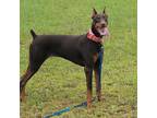 Adopt Taney a Doberman Pinscher