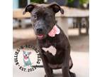 Adopt Jade a Pit Bull Terrier