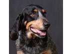 Adopt Lucy a Coonhound